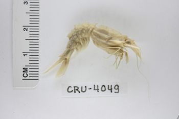 Media type: image;   Invertebrate Zoology CRU-4049 Description: Preserved specimen.;